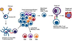 淺析幾種細(xì)胞治療的技術(shù)、工藝與原料