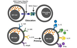細(xì)胞因子與免疫細(xì)胞療法