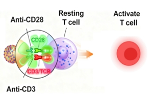 免疫細(xì)胞激活產(chǎn)品全覽：T細(xì)胞、NK細(xì)胞與DC細(xì)胞