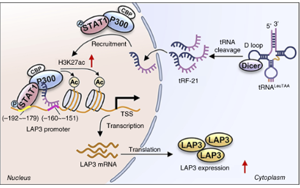 tRF-21LeuTAA 通過改變谷胱甘肽代謝酶來促進(jìn)氧化應(yīng)激，從而支持前列腺癌的進(jìn)展 開放獲取