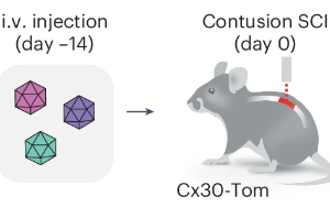 Nature子刊：脊髓損傷后神經(jīng)系統(tǒng)如何啟動修復(fù)機(jī)制？