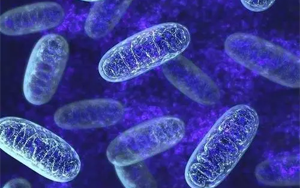 NAD輔酶系列在IVD中的應(yīng)用