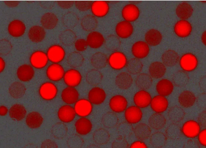 紅色羧基聚苯乙烯微球，粒徑300nm，4%固含量